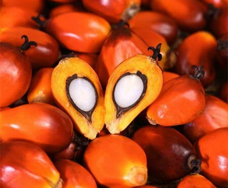 Palm Oil Industry Chains